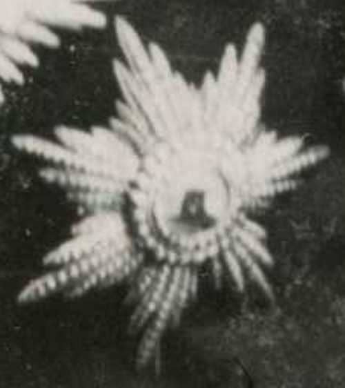 Imperial  Austria  Official with Persian Order of the Lion and the Sun (2).jpg