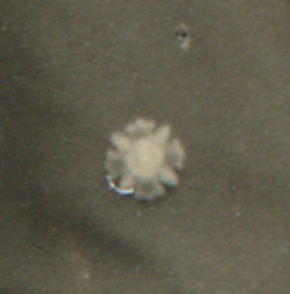Japanese Wound Badge Photo..jpg