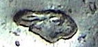 rabbit hares head.jpg