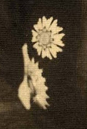 wearing Imperial Order of the Dragon of  Annam.jpg
